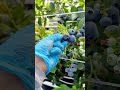 harvesting ripe blue blueberries from the bush into gloved hands in the bright sunny outdoor garden