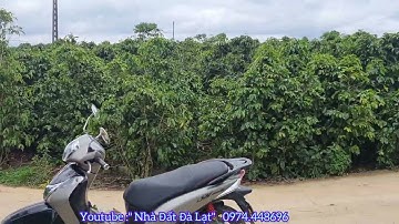 Bán 1 Xào Cafe Xuân Thọ,Đường Đanl 4m ,cách QL20 chỉ 200m.  Đang ra sổ ,giá 2,5 tỷ.@Nhà Đất Đà Lạt