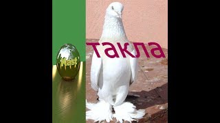 турецкие голуби ТАКЛА . такла бой и лёт нашей молодёжи (pigeons Takla) (الحمام تقلا) турецкие голуби ТАКЛА . такла бой и лёт нашей молодёжи (pigeons Takla) (الحمام تقلا)