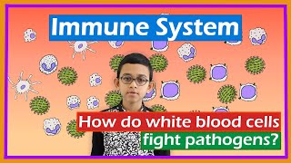 Immune system: How do white blood cells fight pathogens