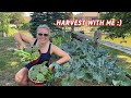 Harvesting Broccoli &amp; Romaine Lettuce! First Big Harvest of the Season :)