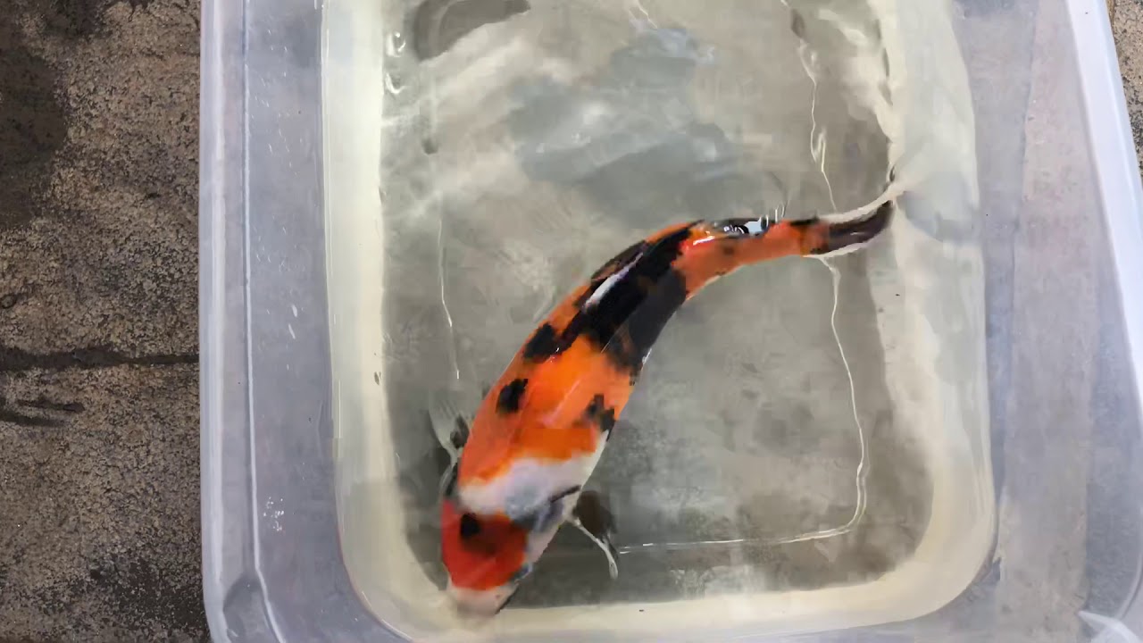 Update On Koi With Mouth Ulcer YouTube update-on-koi-with-mouth-ulcer-youtube