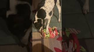 Old boy opens Christmas gift