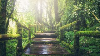 Full Green Under The Forest