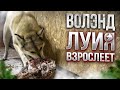 Волэнд меняется в поведение. Щенки ЗСЛ по всюду бегают в будке .