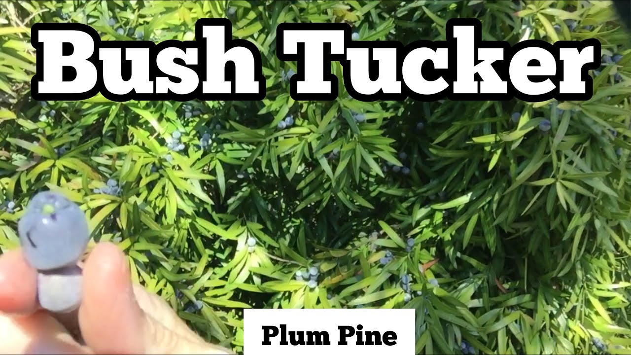 Bush Tucker 🇦🇺 Plum Pine