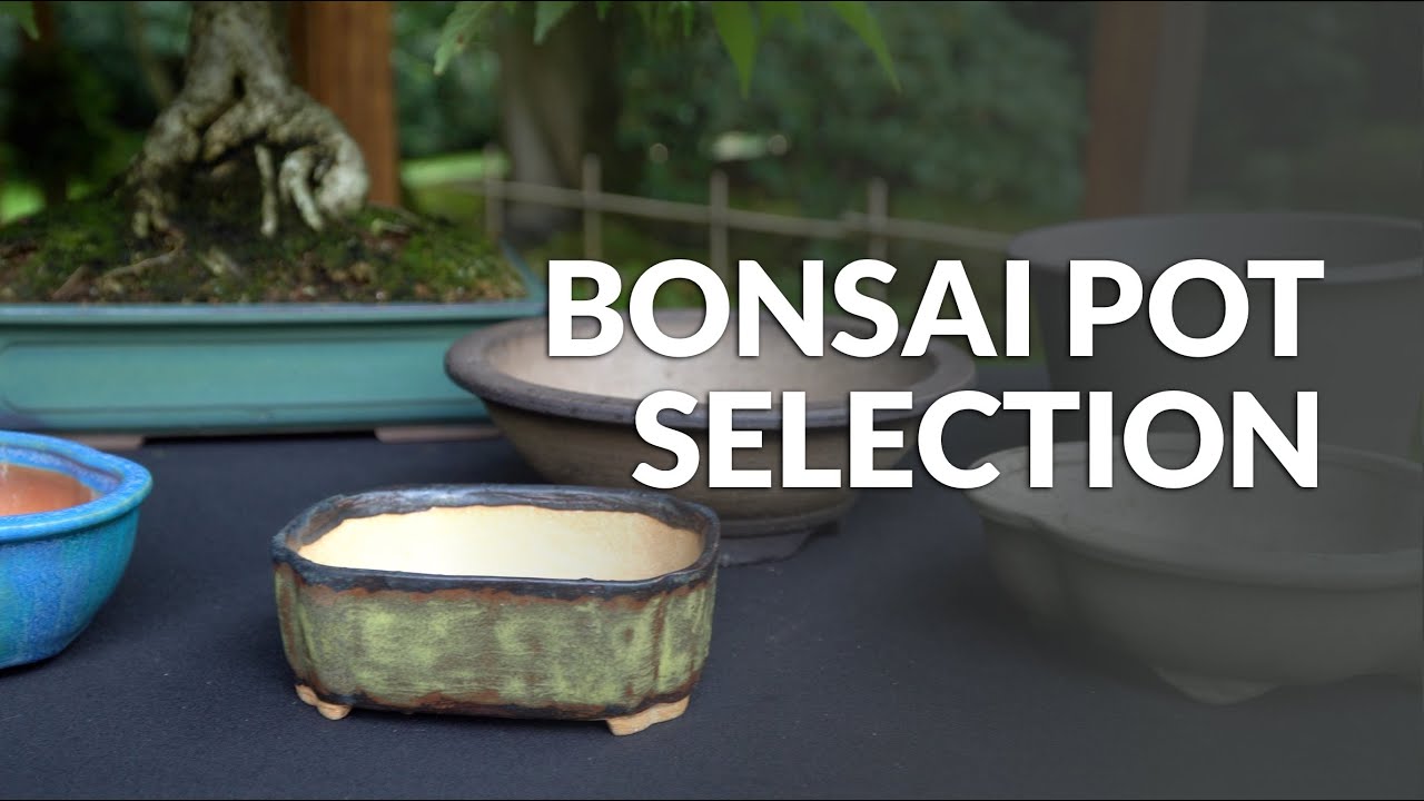 Selecting the right Bonsai Pot 