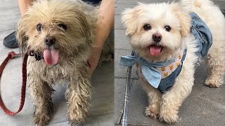 流浪狗被小孩丢石頭狗被姑娘救助回家半年後華麗蛻變Stray dog ​​was stoned by a child but was rescued by a girl #rescuedog