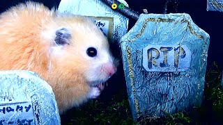 Hamster Halloween Obstacle Course! Huge Candy Haul!