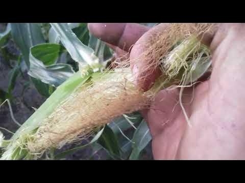 Сахарная кукуруза мегатон - YouTube