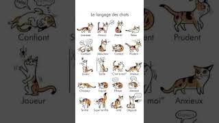 Quels Sont Les Secrets Du Comportement Du Chat Domestique