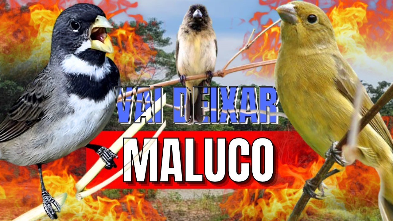 ESQUENTA QUALQUER COLEIRO FRIO COM ESQUENTAR COLEIRO TUI TUI COM ESQUENTAR COLEIRO TUI TUI