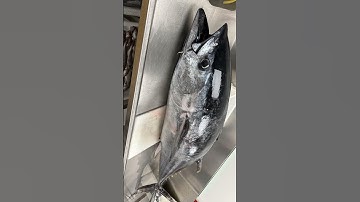 "Albacore Tuna: Surprising Facts You Need to Know!"