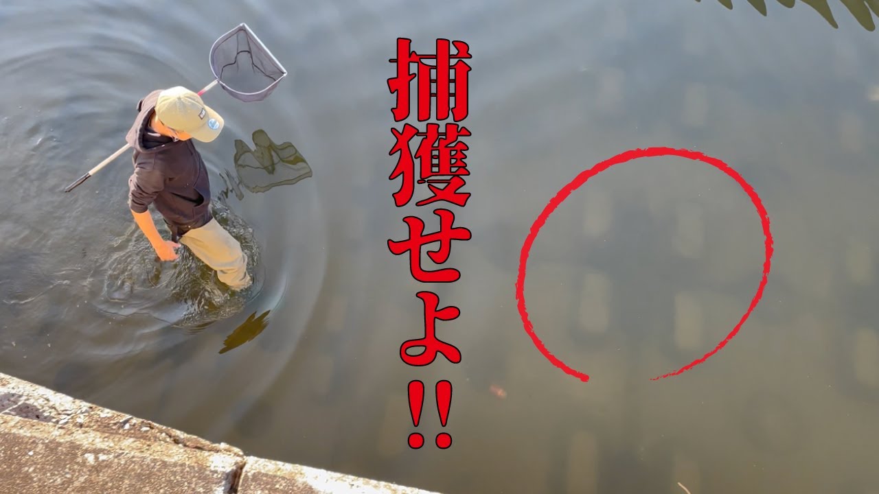 浅いドブ川の泥に潜んでいた…