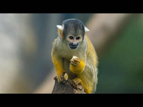 Video: Սկյուռիկ կապիկ. զարմանալի պրիմատի կյանք և ապրելավայր