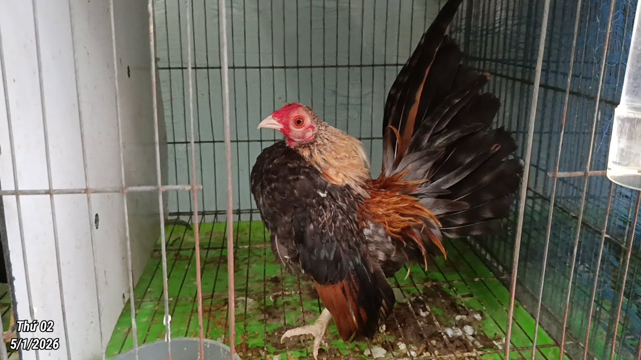 Gà tre mỹ mini, tre bắc, tre nam xưa, gà tre nhật, gà tí hon, đủ các loại, mời anh em đam mê kết nối