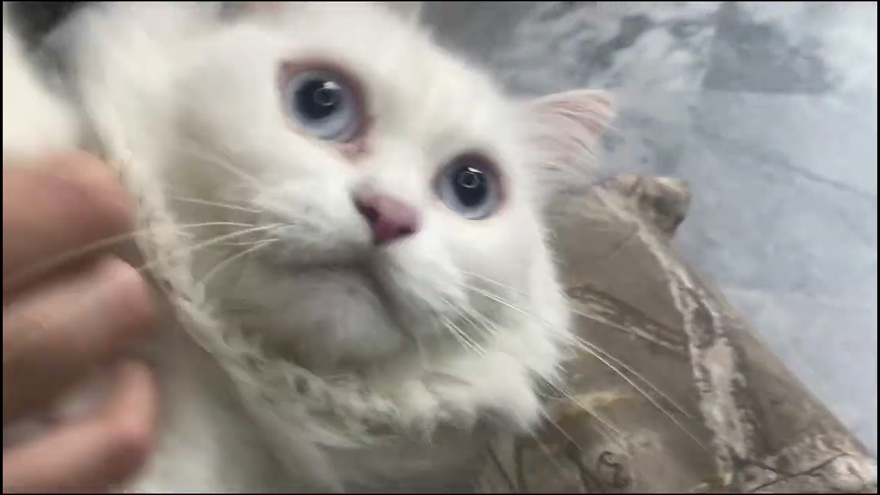 “Easy Tips for Cleaning Your Cat’s Paws at Home”