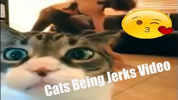 Cats Being Jerks Video Compilation  │FailArmy,