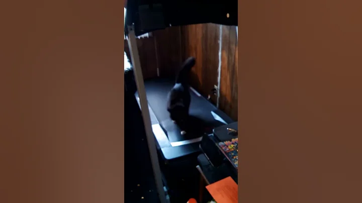 Cat exercising