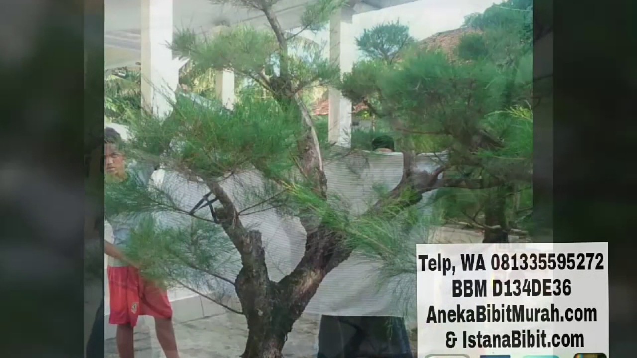 Jual Cemara Udang Bonsai Cantik Harga Murah 0813 3559 5272 YouTube