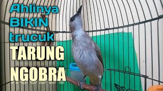 Trucukan gacor Tarung NGOBRA inilah yang Cepat SEBAGAI Pancingan trucuk Bahan jadi MENTAL PETARUNG