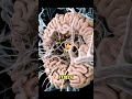 What Happens Inside the Body During Early Morning Light Exposure|Brain ,hormones and timing signals