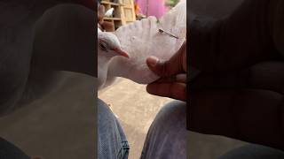 Kabuter ke par me pin kaise lagaye #views #shorts #youtubeshorts #ytshorts #viral