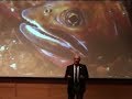 Thumbnail for search result item: MSU Library Trout & Salmonid Lecture 2014 - Dan Wenk