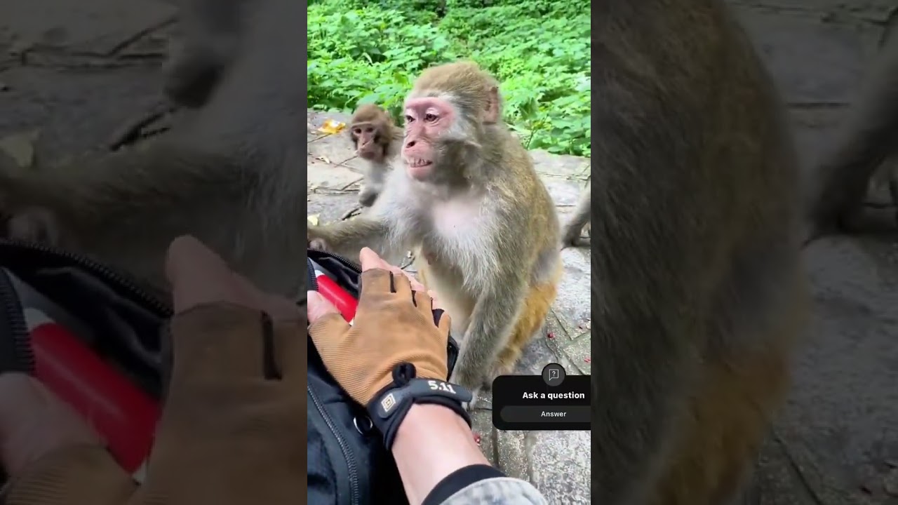 LEAVE US ALONE DUED ! 🥴🥴#whatsappstatus #monkey#animals#bonding #love