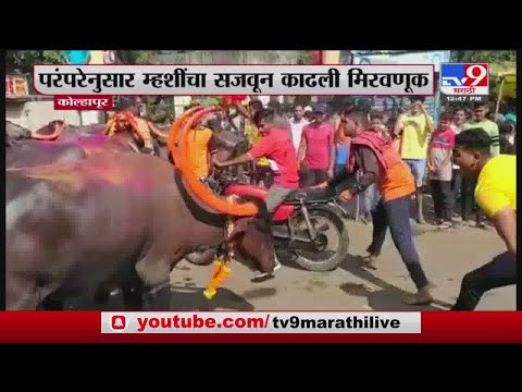 Kolhapur | कोल्हापूरच्या कसबा बावड्यात म्हशी पळवण्याची स्पर्धा, म्हशींची सजवून काढली मिरवणूक