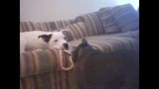 Pit Bull Vs. American Bulldog