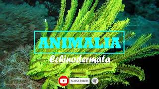 Animalia - Echinodermata || Biologi