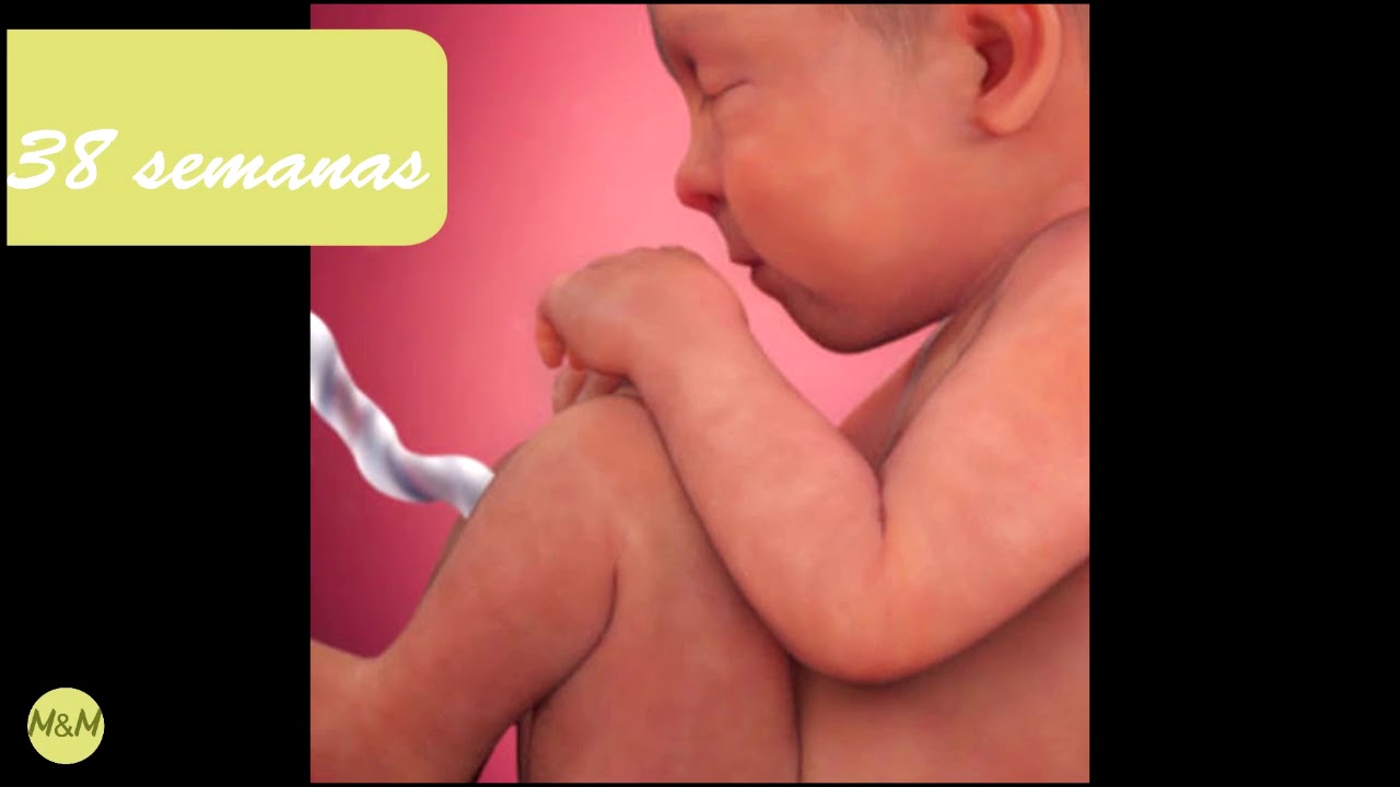 38 SEMANAS DE GESTAÇÃO| Bebê dentro da Barriga da Mãe Semana a Semana ...