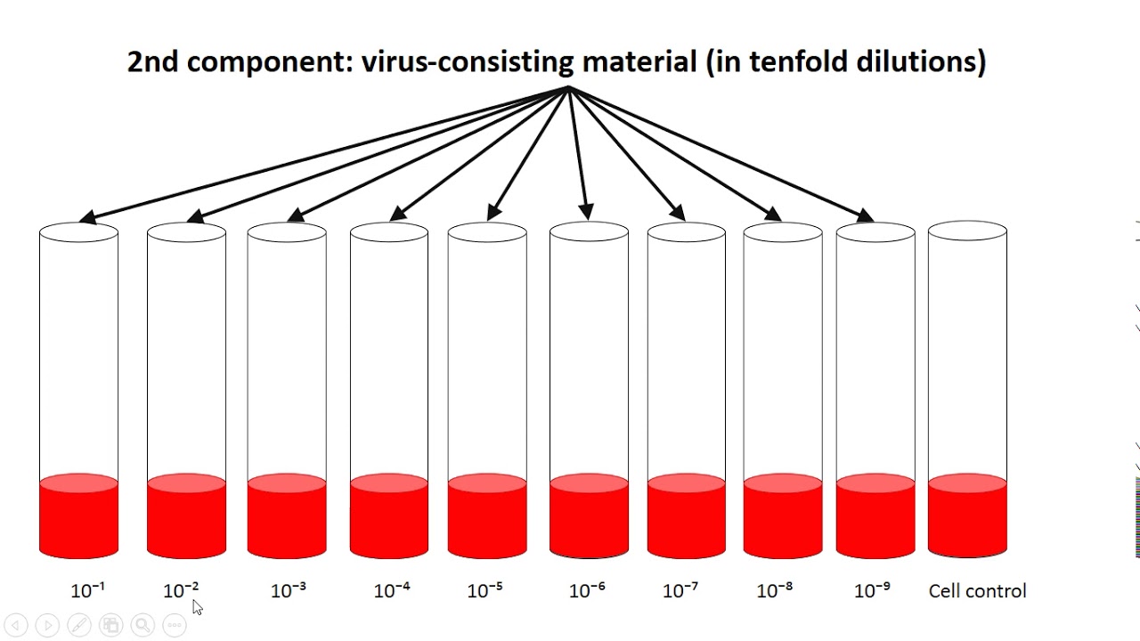 Color test for detection of poliovirus titer YouTube