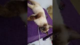 The sleepy head Balinese cat. by WildShow TV 87 views 4 years ago 2 minutes, 13 seconds