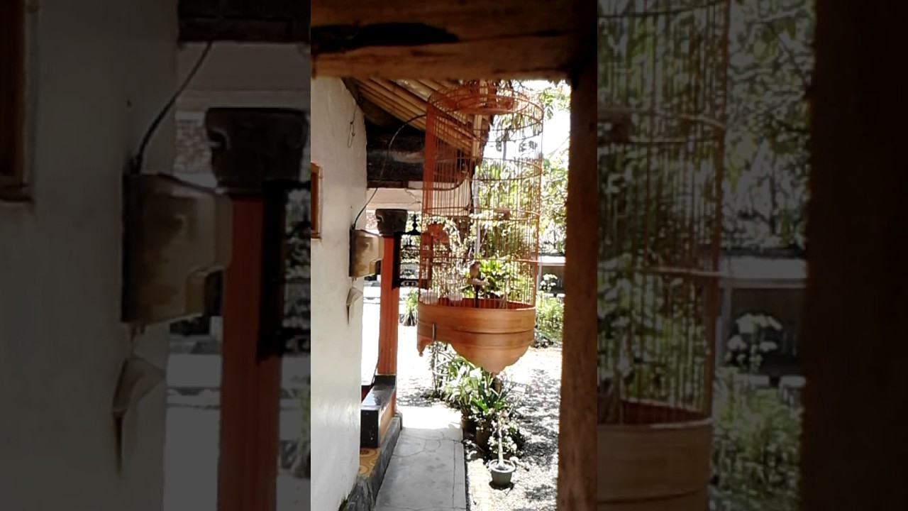 Branjangan Betina Youtube