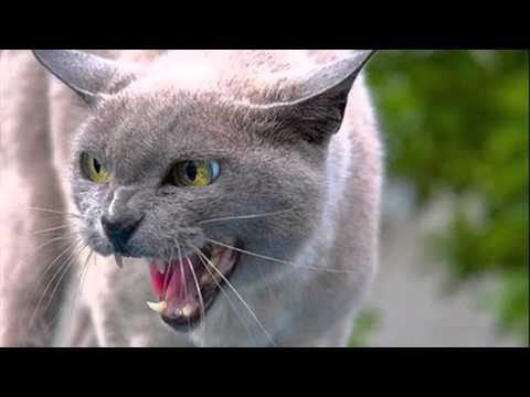 mean cats - YouTube