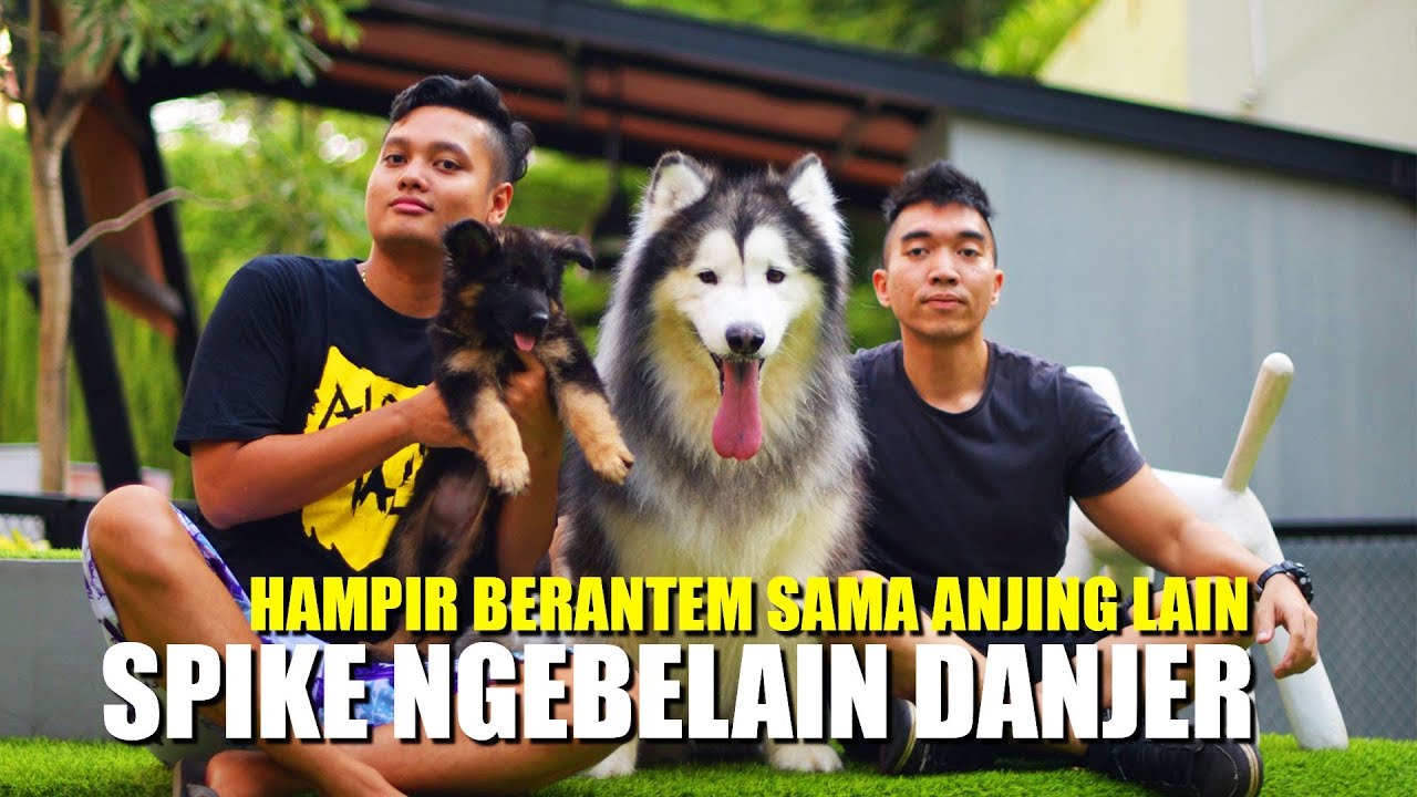 Reaksi Danjer Ketemu Spike Pertama Kali By Laurent Rando