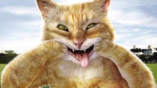 Топ подборка. Самые Умные Кошки!!! Топ подборка. Самые Умные Кошки!!!