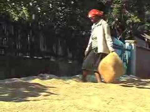 aida musical Rice in Madagascar