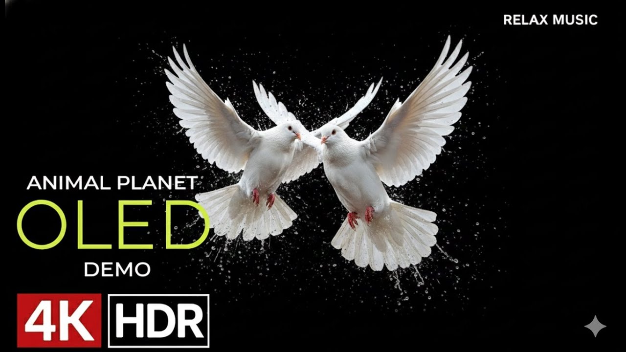 Exceptional clarity and depth at 4K HDR 60fps Dolby Vision resolution.