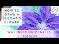 How to draw CLEMATIS FLOWER with WATERCOLOR PENCILS