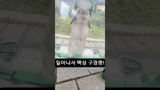 투명가마 타고 백성들 기습 시찰중인 토끼🐰