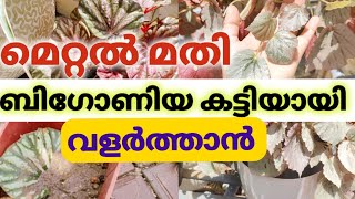 കട്ടിയായി ബിഗോണിയ എളുപ്പത്തിൽ വളർത്താം ടിപ്സ് l How to grow thick begonias thickly