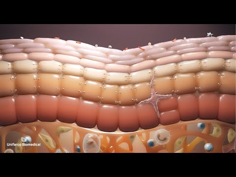 Video: Strato Corneo: Strato Superiore Di Anatomia E Funzione Della Pelle