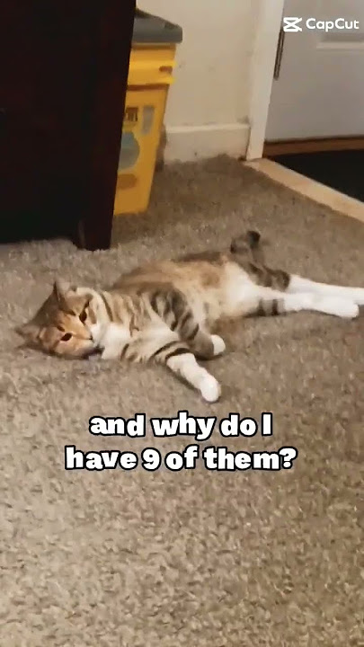 Cats Life #shorts #catslife