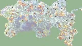 An Estimation in Citrus Orchards Via Fruit Detection and Copunting Using Image Processing