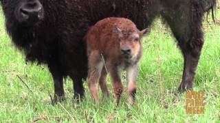 Baby Bison At Wolf Park