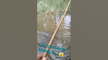 câu cá chốt siêu to khổng lồ 😁🤣