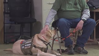 Connecting veterans, first responders with service dogs